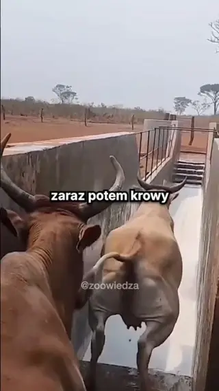 Кадр з матеріалу каналу ZooWiedza
